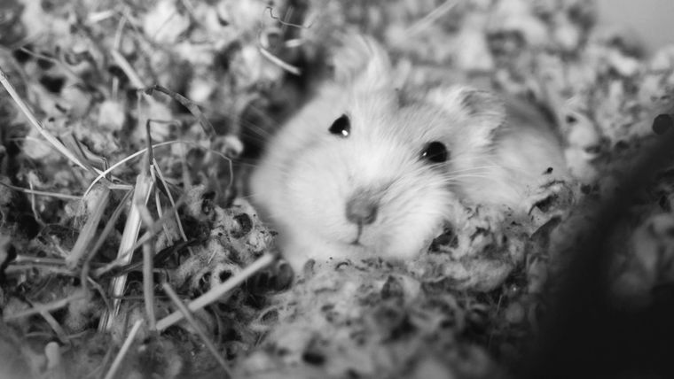 A hamster sitting in the straw